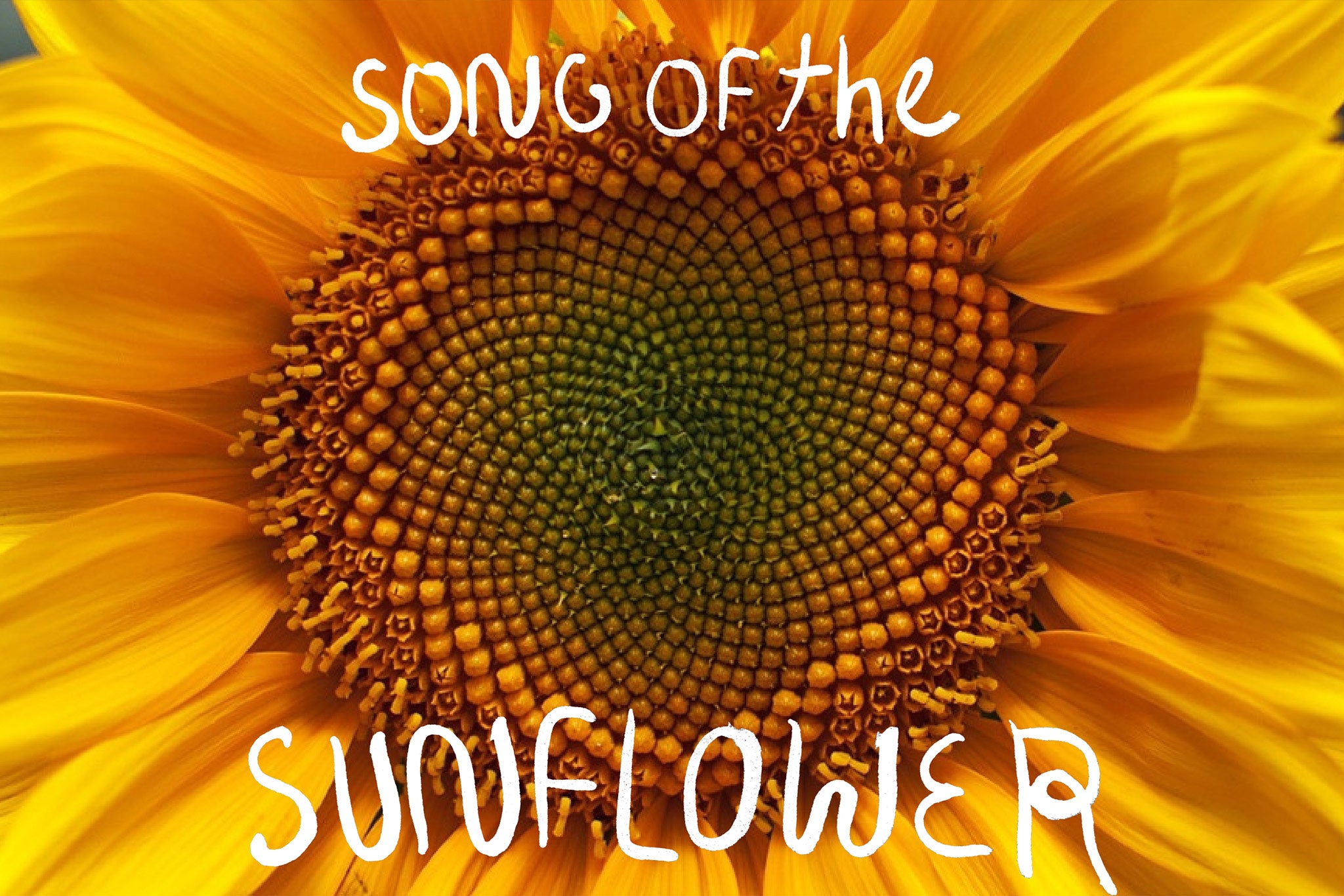 Sunflower song store