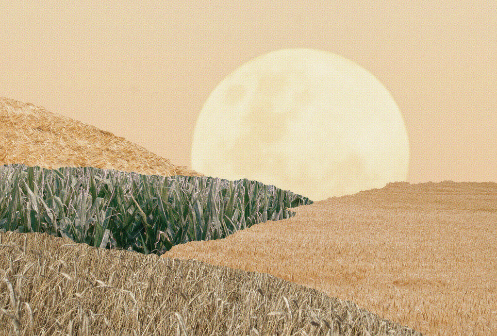 The Corn Moon