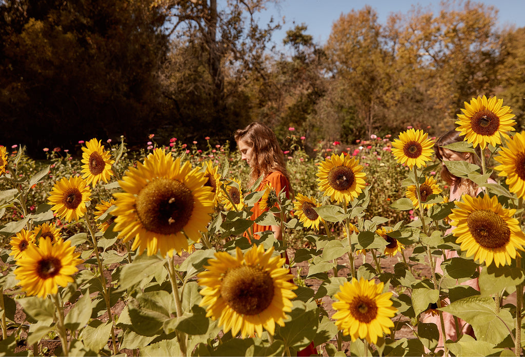 A Regenerative Revolution