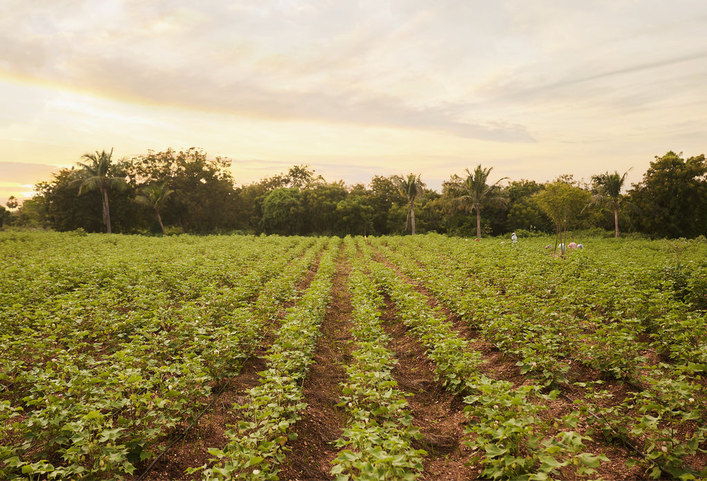 Nourishing a Regenerative Community