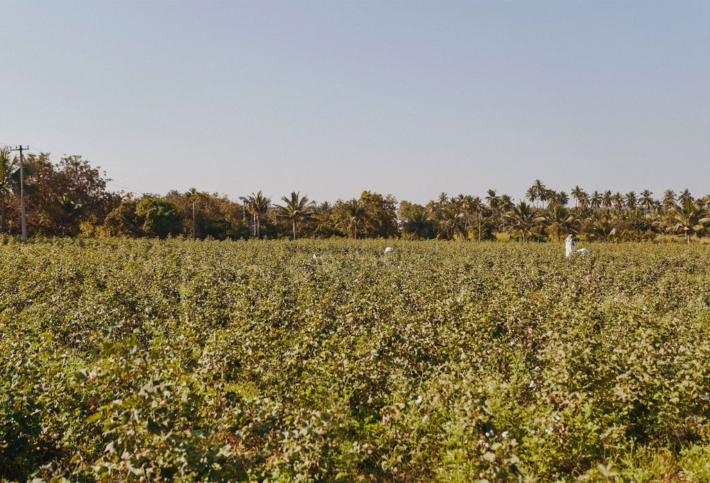 Farm body on mission to boost organic cotton cultivation - Vikalp Sangam