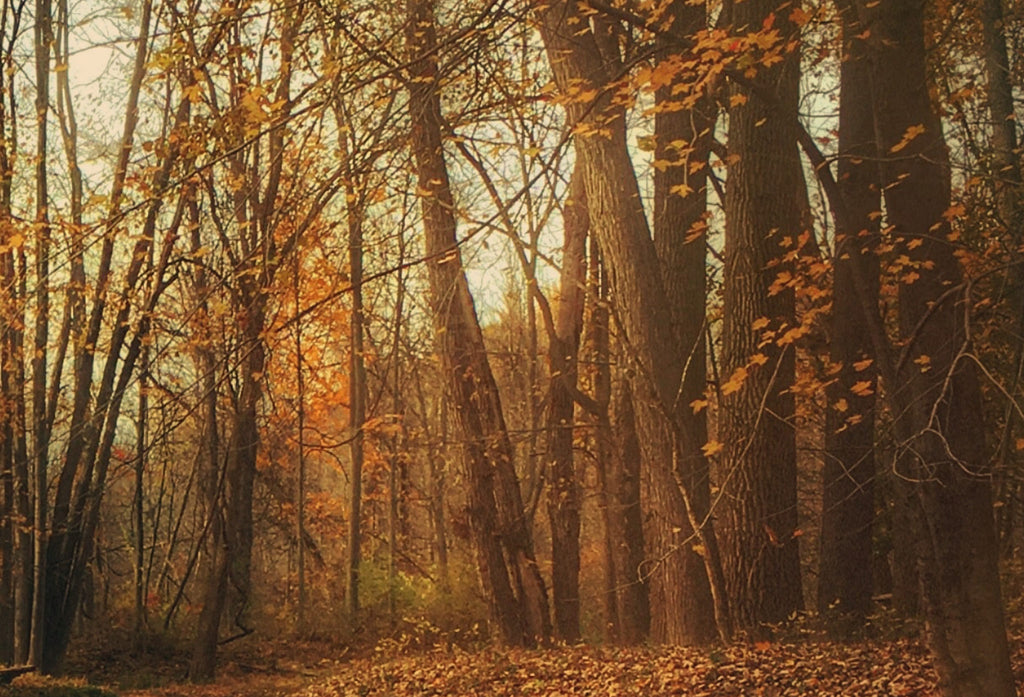 November Themes, Thoughts & Reflections