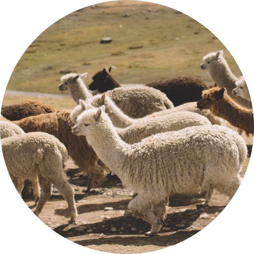 Harvesting and Transforming Alpaca Fleece into Luxury Textiles - Simple  Alpaca Farming