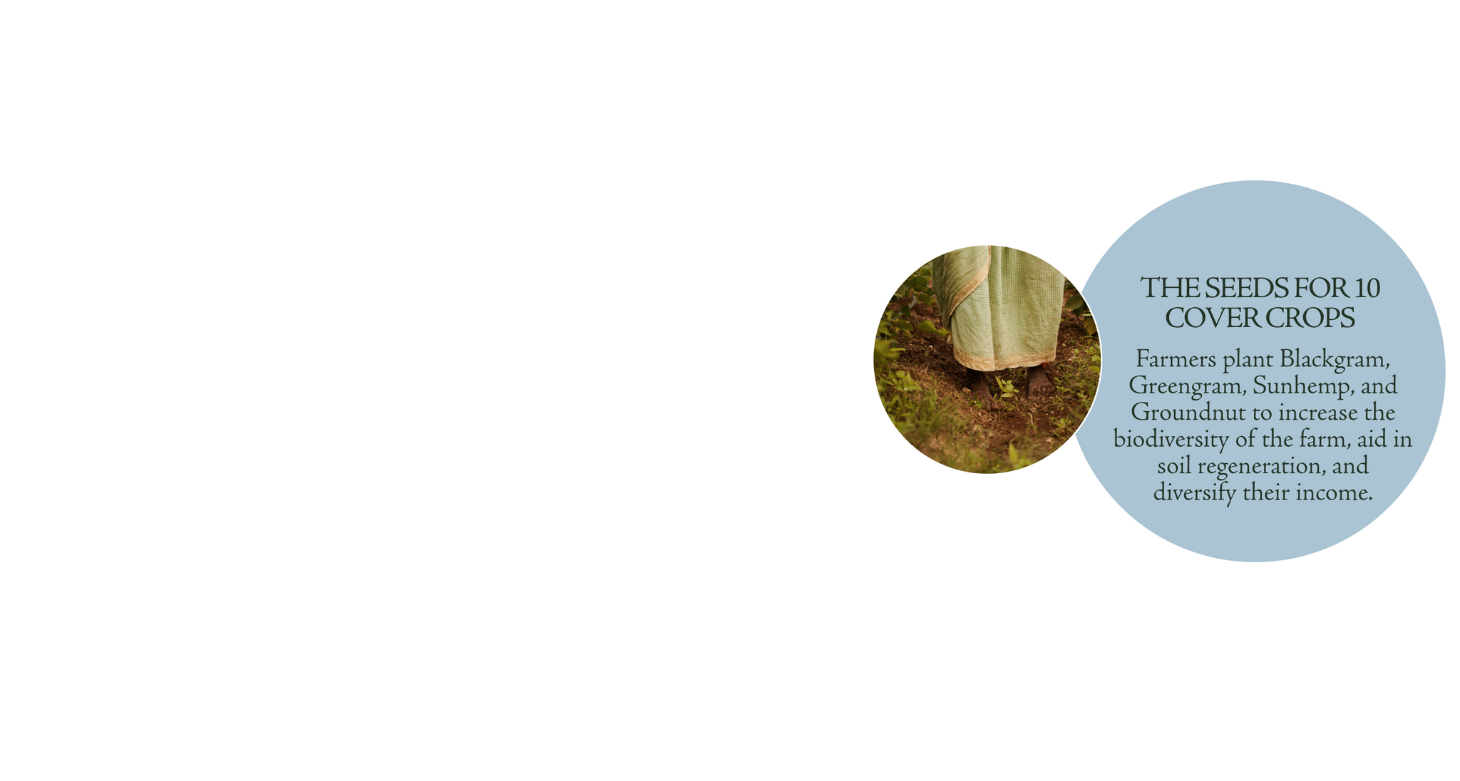 The Seeds for 10 Cover Crops