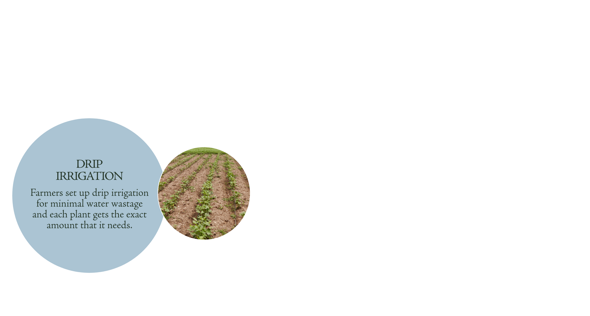 Drip Irrigation