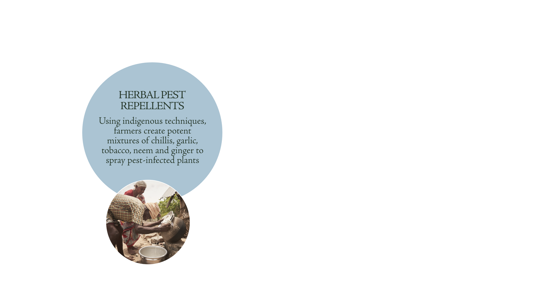 Herbal Pest Repellents
