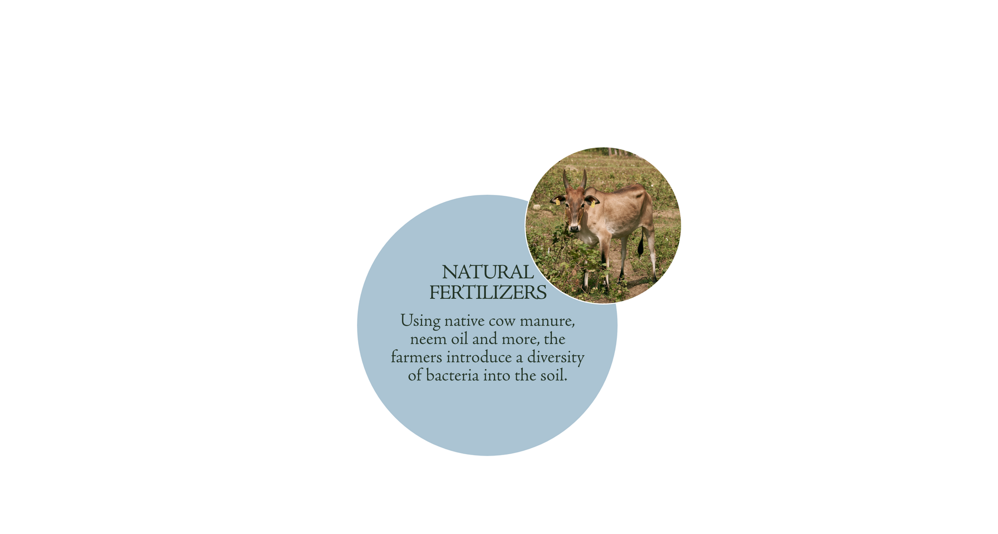 Natural Fertilizers