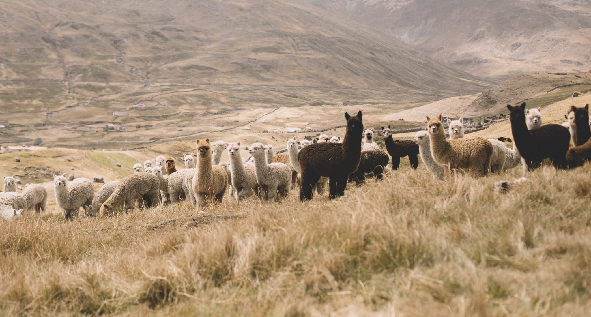 The World’s First Regenerative Alpaca Collection – Christy Dawn