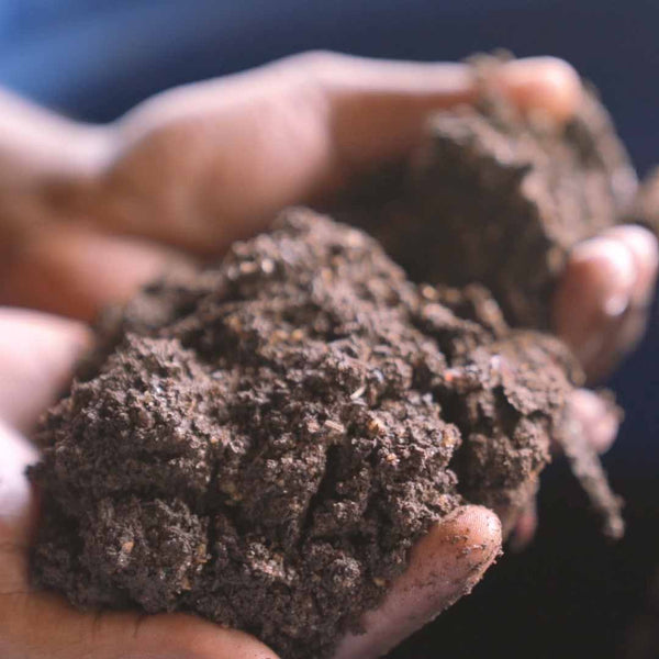 Hands holding soil