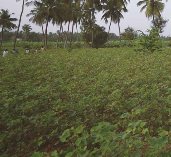 Cotton farm