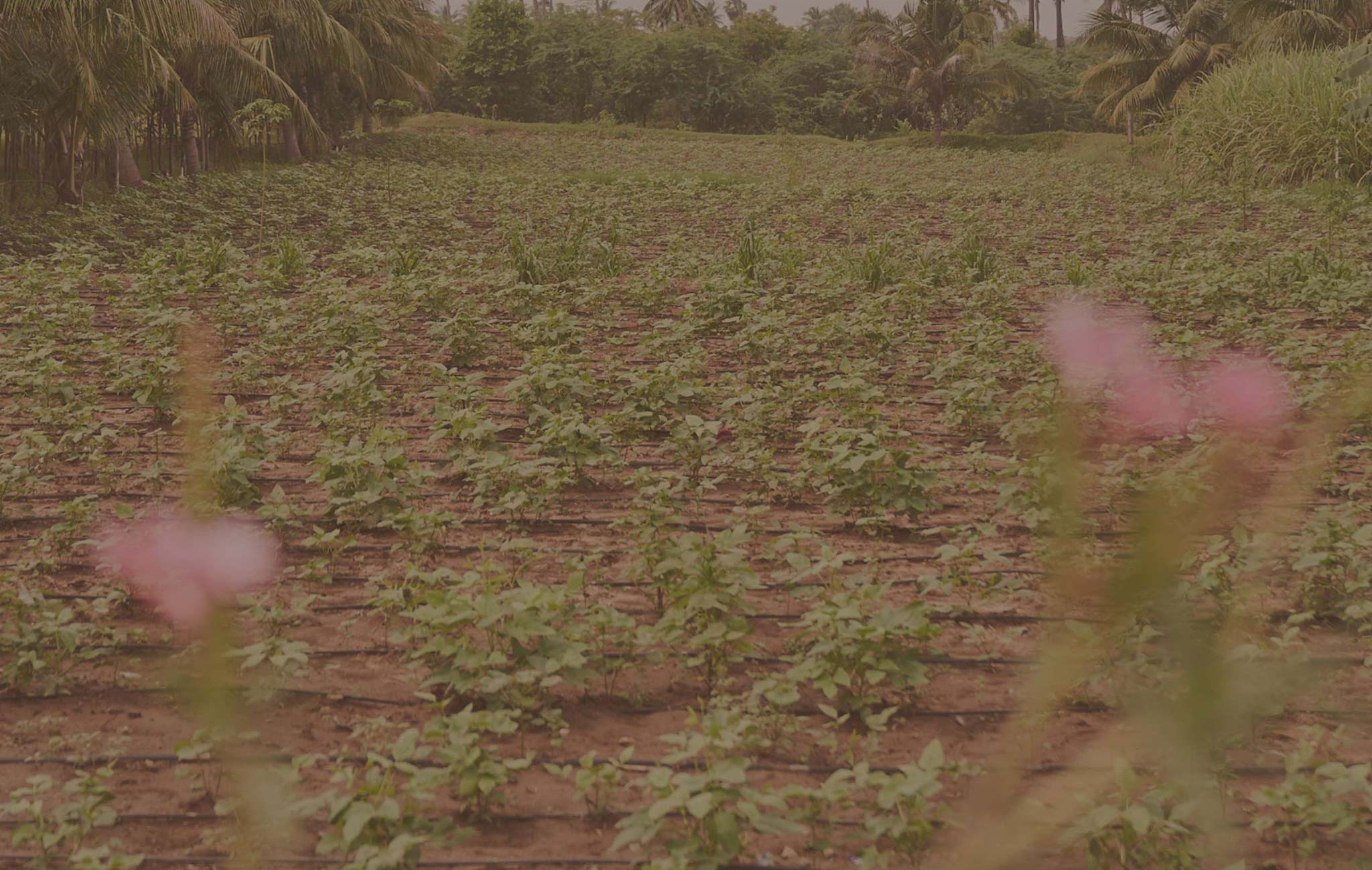 crops growing on the farm